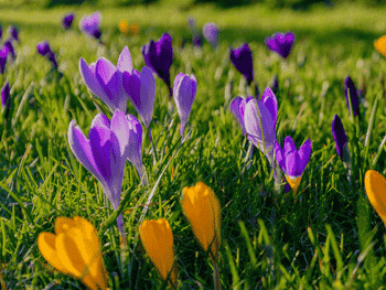 Frühblüher: Diese Blumen machen uns jetzt besonders glücklich Frühblüher: Diese Blumen machen uns jetzt besonders glücklich