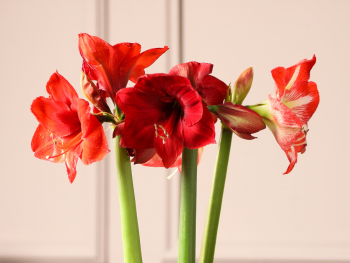 Amaryllis - Bedeutung, Herkunft und Dekotipps Amaryllis - Bedeutung, Herkunft und Dekotipps