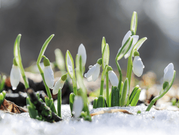 Winterblumen die jetzt blühen Winterblumen die jetzt blühen