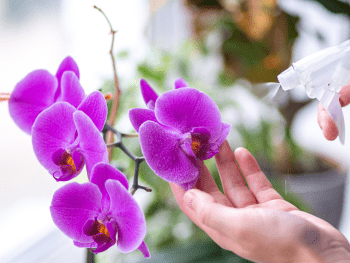 Orchidee: Bedeutung, Pflegeanleitung & mehr | blumenshop.de Orchidee: Bedeutung, Pflegeanleitung & mehr | blumenshop.de