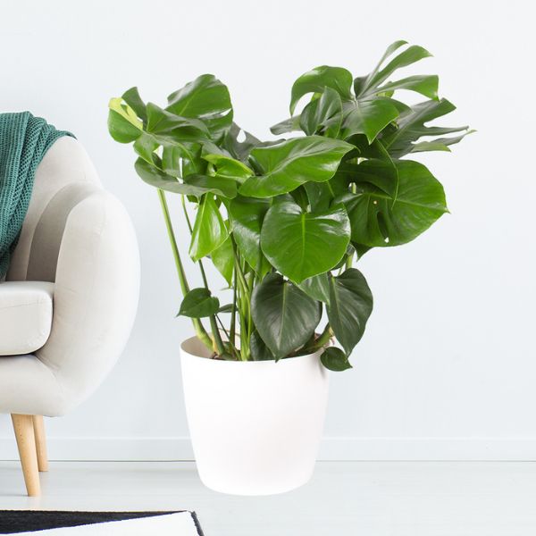 Zimmerpflanzen online kaufen Zimmerpflanzen online kaufen